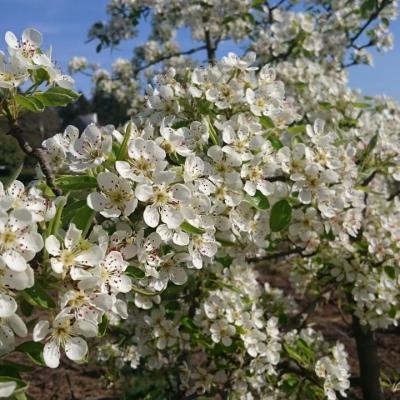 Floraison
