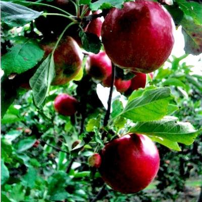 Nos Pommes
